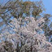 ヒメ日記 2026/04/01 06:38 投稿 さや 妻天 日本橋店