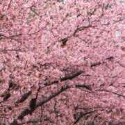 ヒメ日記 2026/04/08 07:44 投稿 さや 妻天 日本橋店