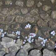 ヒメ日記 2026/04/12 07:23 投稿 さや 妻天 日本橋店