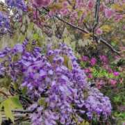 ヒメ日記 2026/04/30 07:42 投稿 さや 妻天 日本橋店