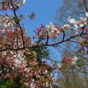 あきな 4月、初 One More奥様　厚木店