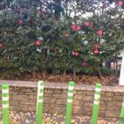 ヒメ日記 2024/12/18 17:45 投稿 よしの 新宿・新大久保おかあさん