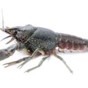 ヒメ日記 2025/07/14 10:45 投稿 夏樹姉さん 男性機能鍛錬道場