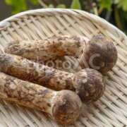 ヒメ日記 2025/10/27 13:20 投稿 夏樹姉さん 男性機能鍛錬道場