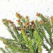 ヒメ日記 2026/02/15 12:39 投稿 夏樹姉さん 男性機能鍛錬道場