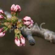 夏樹姉さん 今週は桜開花ラッシュか⁈ 男性機能鍛錬道場