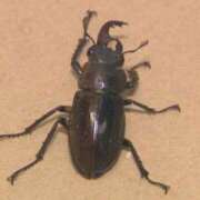 ヒメ日記 2026/07/20 12:11 投稿 夏樹姉さん 男性機能鍛錬道場