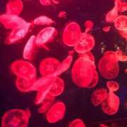 ヒメ日記 2026/01/07 00:47 投稿 りこ 愛知三河安城岡崎ちゃんこ