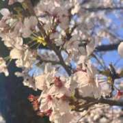 ヒメ日記 2026/04/06 21:20 投稿 りこ 愛知三河安城岡崎ちゃんこ