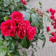 ヒメ日記 2025/05/18 18:31 投稿 若菜 カワサキ EROTIC