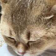 ヒメ日記 2025/04/18 18:02 投稿 長沢しおん 大阪ぽっちゃり妻