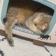 ヒメ日記 2025/05/10 19:00 投稿 長沢しおん 大阪ぽっちゃり妻