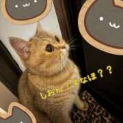 ヒメ日記 2025/11/13 11:15 投稿 長沢しおん 大阪ぽっちゃり妻