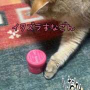 ヒメ日記 2026/04/12 11:01 投稿 長沢しおん 大阪ぽっちゃり妻