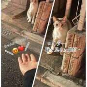 ヒメ日記 2025/06/17 10:42 投稿 うさぎ マットDEY-jo（マット・デ・ワイジョ）