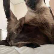 ヒメ日記 2025/09/09 10:06 投稿 うさぎ マットDEY-jo（マット・デ・ワイジョ）