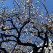 ヒメ日記 2025/02/14 12:43 投稿 ひろこ 五反田・品川おかあさん