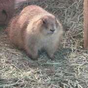 ヒメ日記 2025/03/05 18:33 投稿 ひろこ 五反田・品川おかあさん