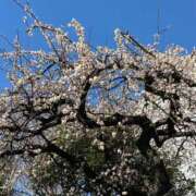 ヒメ日記 2025/03/21 09:43 投稿 ひろこ 五反田・品川おかあさん