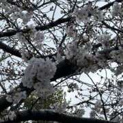 ヒメ日記 2025/03/28 13:53 投稿 ひろこ 五反田・品川おかあさん