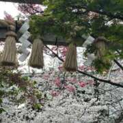 ヒメ日記 2025/03/31 09:43 投稿 ひろこ 五反田・品川おかあさん