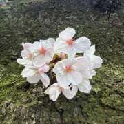 ヒメ日記 2025/04/09 10:23 投稿 ひろこ 五反田・品川おかあさん