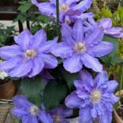 ヒメ日記 2025/05/05 15:03 投稿 ひろこ 五反田・品川おかあさん