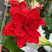 ヒメ日記 2025/05/10 13:43 投稿 ひろこ 五反田・品川おかあさん