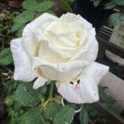 ヒメ日記 2025/05/13 09:33 投稿 ひろこ 五反田・品川おかあさん