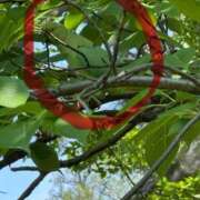 ヒメ日記 2025/05/14 10:03 投稿 ひろこ 五反田・品川おかあさん