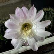 ヒメ日記 2025/06/03 09:43 投稿 ひろこ 五反田・品川おかあさん