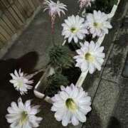 ヒメ日記 2025/06/08 08:43 投稿 ひろこ 五反田・品川おかあさん