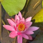 ヒメ日記 2025/07/12 08:23 投稿 ひろこ 五反田・品川おかあさん