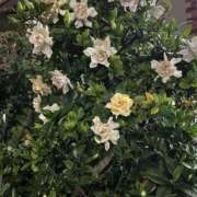 ヒメ日記 2025/07/15 09:53 投稿 ひろこ 五反田・品川おかあさん