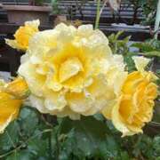 ヒメ日記 2025/07/17 17:33 投稿 ひろこ 五反田・品川おかあさん