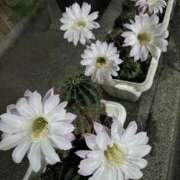 ヒメ日記 2025/07/20 11:43 投稿 ひろこ 五反田・品川おかあさん