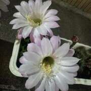 ヒメ日記 2025/07/30 10:23 投稿 ひろこ 五反田・品川おかあさん