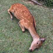 ヒメ日記 2025/08/17 17:23 投稿 ひろこ 五反田・品川おかあさん