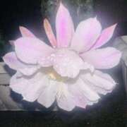 ヒメ日記 2025/09/21 13:44 投稿 ひろこ 五反田・品川おかあさん