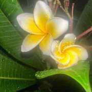 ヒメ日記 2025/10/02 10:43 投稿 ひろこ 五反田・品川おかあさん