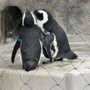 ヒメ日記 2025/11/04 15:53 投稿 ひろこ 五反田・品川おかあさん