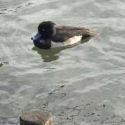 ヒメ日記 2025/11/12 09:53 投稿 ひろこ 五反田・品川おかあさん