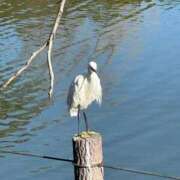 ヒメ日記 2026/01/10 09:33 投稿 ひろこ 五反田・品川おかあさん