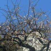 ヒメ日記 2026/01/19 15:53 投稿 ひろこ 五反田・品川おかあさん