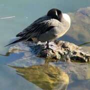 ヒメ日記 2026/01/20 10:13 投稿 ひろこ 五反田・品川おかあさん