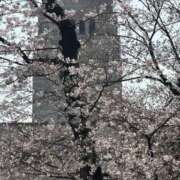 ヒメ日記 2026/03/30 15:33 投稿 ひろこ 五反田・品川おかあさん