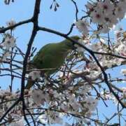 ヒメ日記 2026/03/31 09:23 投稿 ひろこ 五反田・品川おかあさん