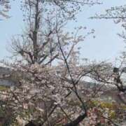 ヒメ日記 2026/04/08 00:33 投稿 ひろこ 五反田・品川おかあさん