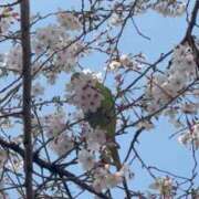 ヒメ日記 2026/04/08 22:53 投稿 ひろこ 五反田・品川おかあさん