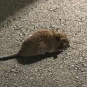 ヒメ日記 2026/04/14 09:23 投稿 ひろこ 五反田・品川おかあさん